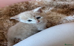 Mixed Breed cats for sale: 5 x gorgeous mixed kittens (4 left) - Image 17