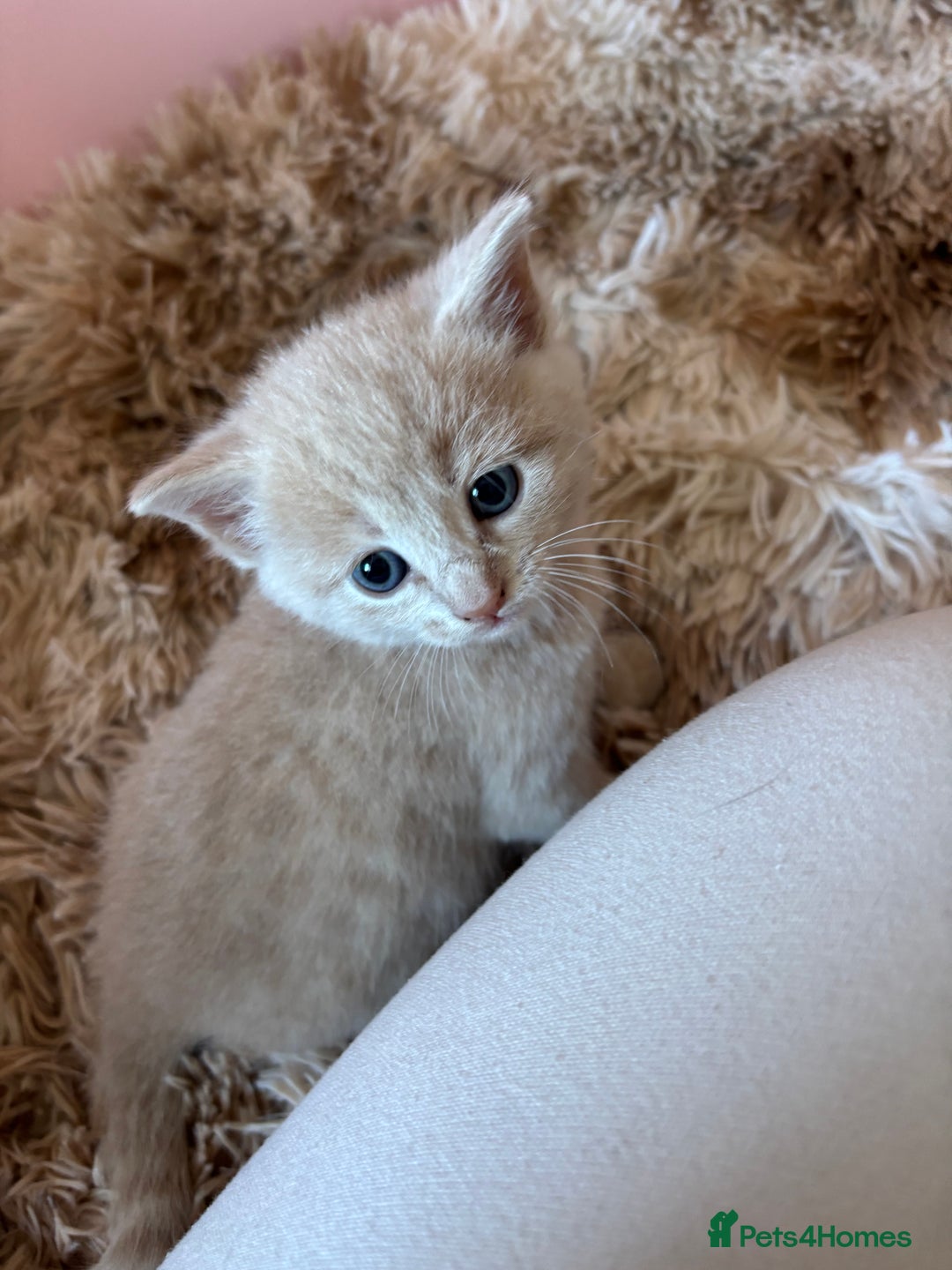 Mixed Breed cats for sale: 5 x gorgeous mixed kittens (4 left) - Image 17