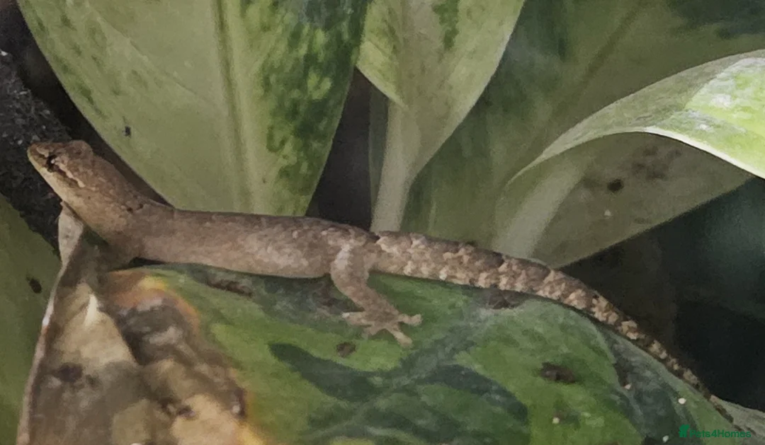 Gecko reptiles for sale: Mourning geckos - Advert 2