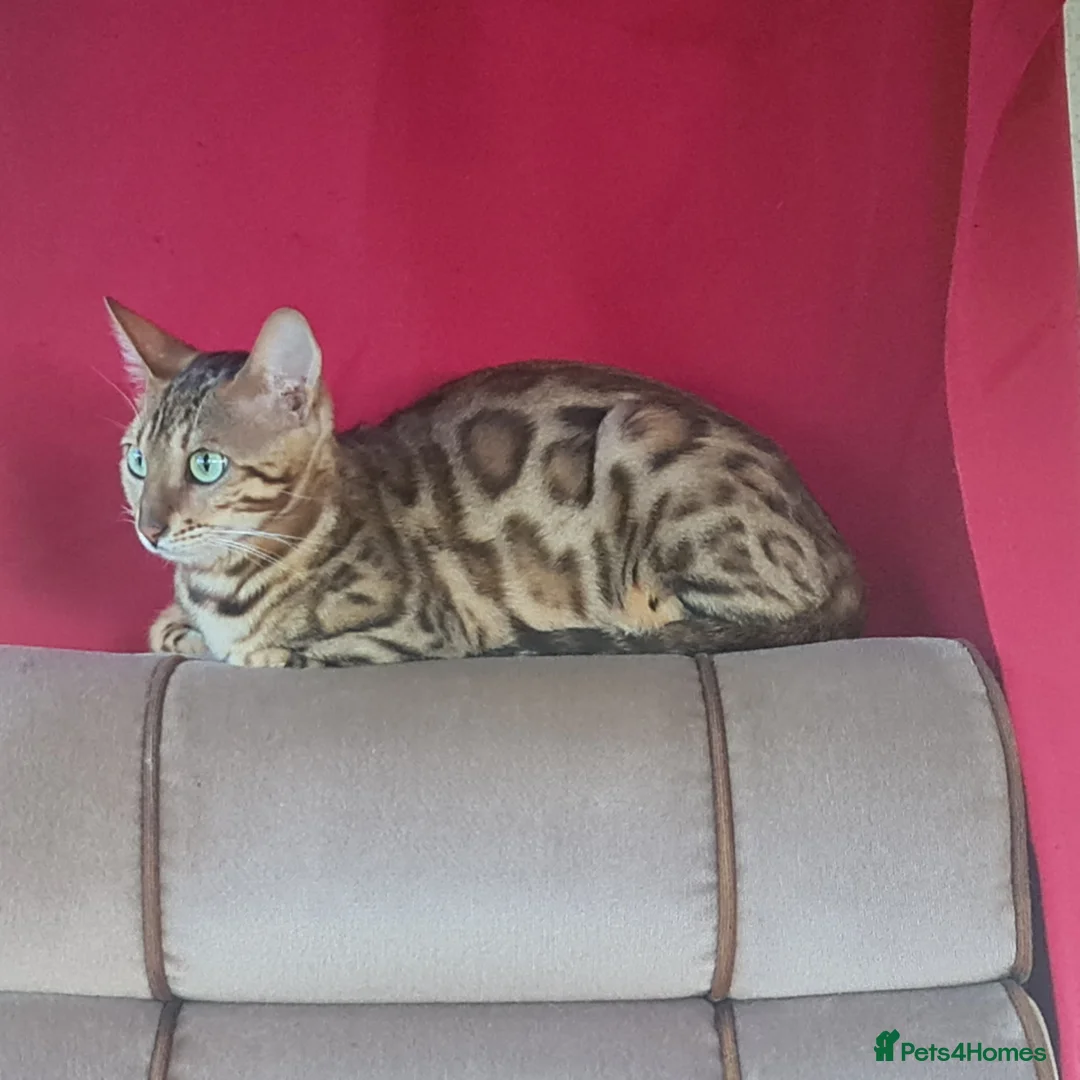 Bengal cats for sale: Cuddly affectionate lapcat - Advert 1