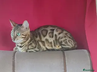 Bengal cats Super affectionate lapcat - Advert 3
