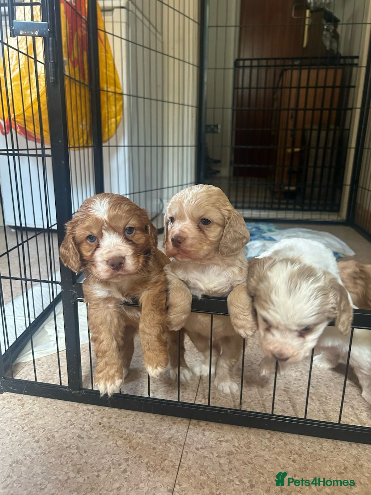 Clumber Spaniel dogs Clumber Spaniel puppies - Advert 4