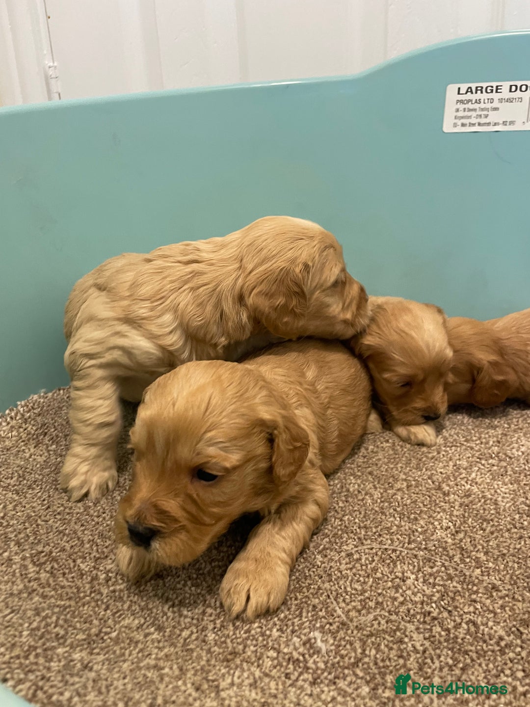 Cockapoo dogs for sale: P,r,a clear f1 cockpoo - Advert 5