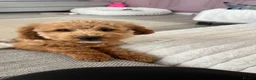 Toy Poodle dogs for sale: Red toy poddle 5months old in Gravesend - Advert 3