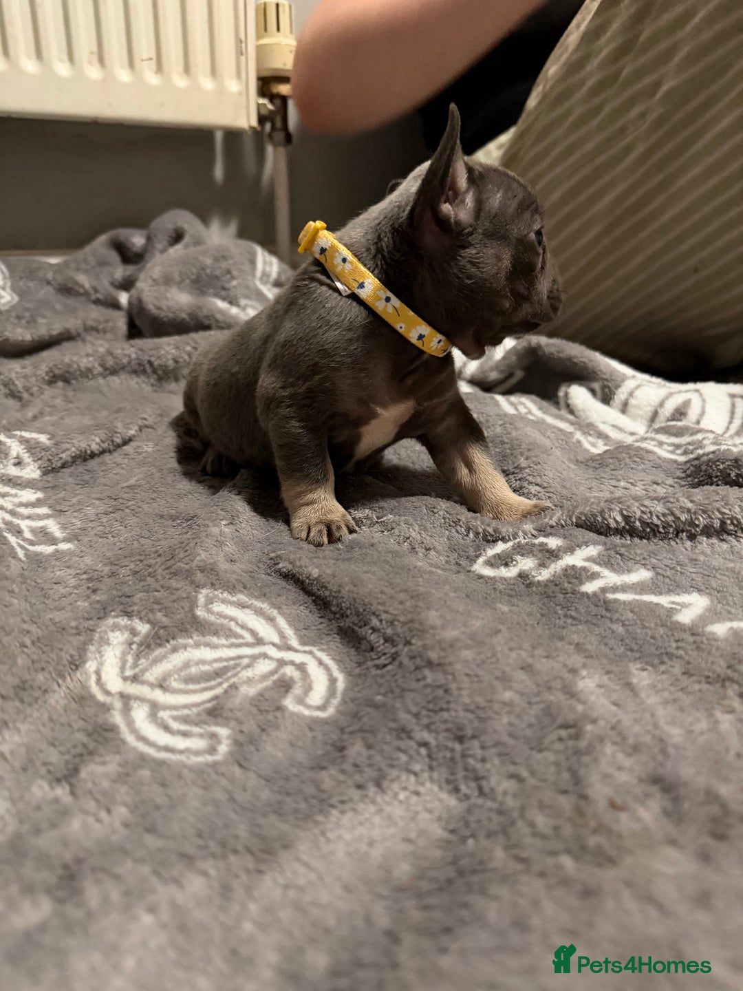 French Bulldog dogs for sale: French bulldog - Advert 15