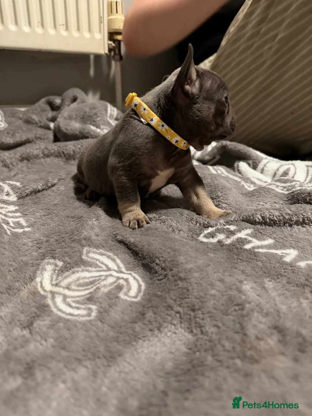 French Bulldog dogs for sale: French bulldogs  - Advert 10