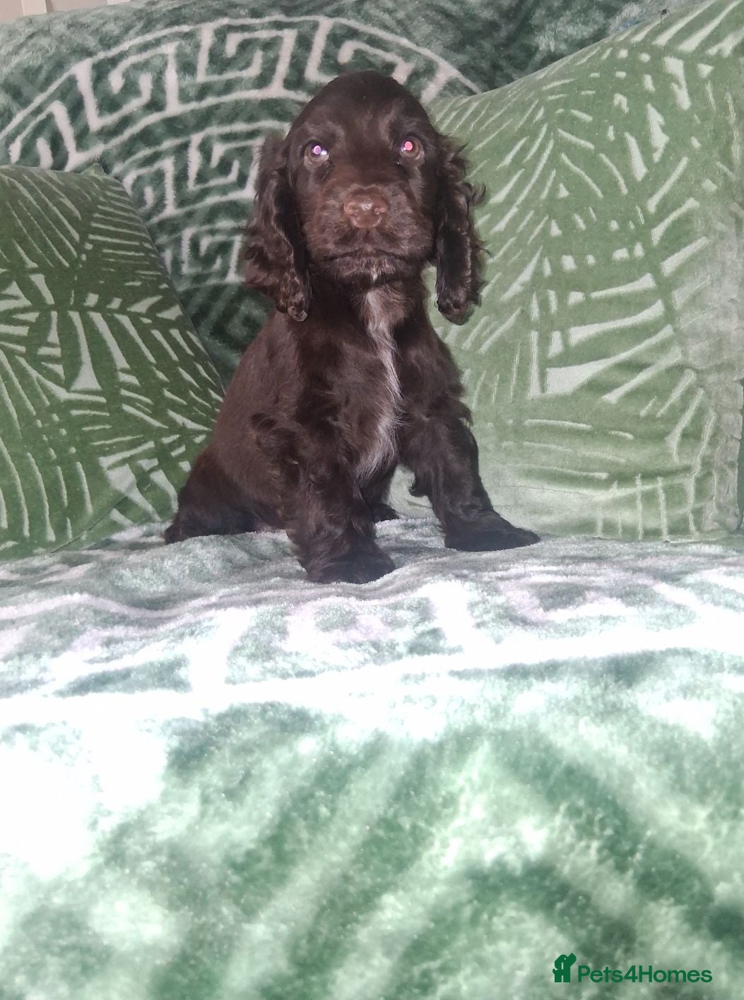 Cocker Spaniel dogs KC Reg Showtype Cocker Spaniel Puppy  - Advert 8
