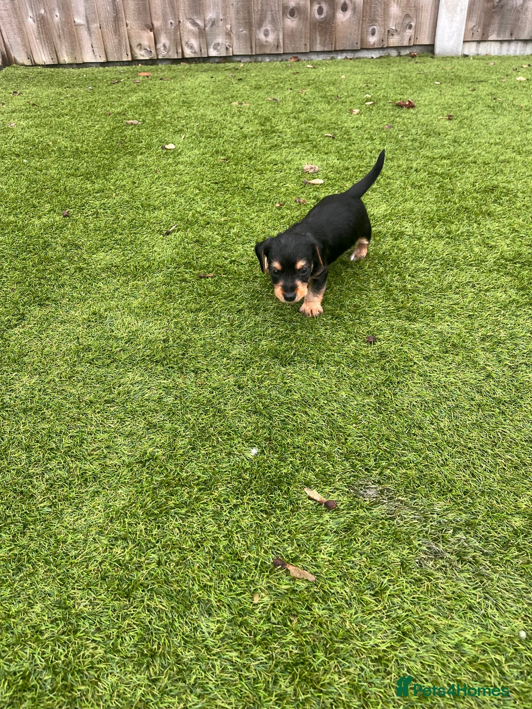 Mixed Breed dogs for sale: 5 beautiful jackshund puppies for sale - Advert 27