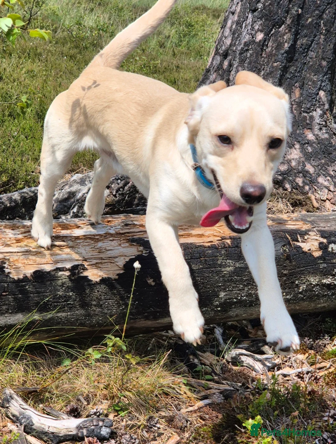 Jack Russell dogs for stud: Jack russel x Cavalier for Stud - Advert 5