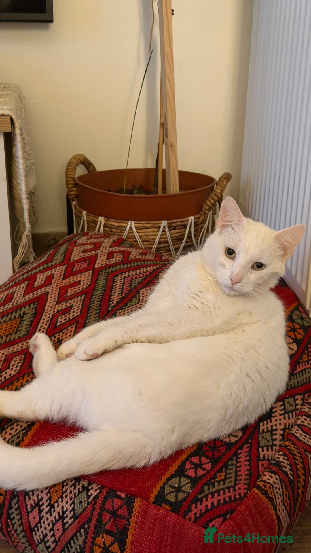 Turkish Angora cats for sale: Casper- sweet Turkish Angora need rehoming  - Advert 3