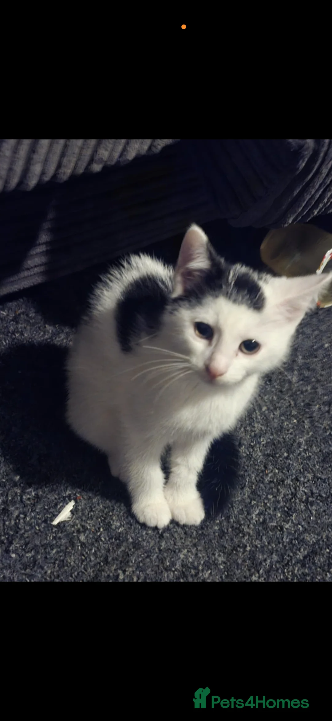 Mixed Breed cats for sale: Gorgeous kitten for sale  in Newport - Advert 2