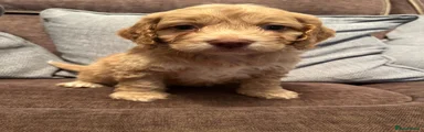 Cockapoo 2