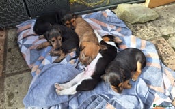 Mixed Breed dogs for sale: Pups for sale - Image 4