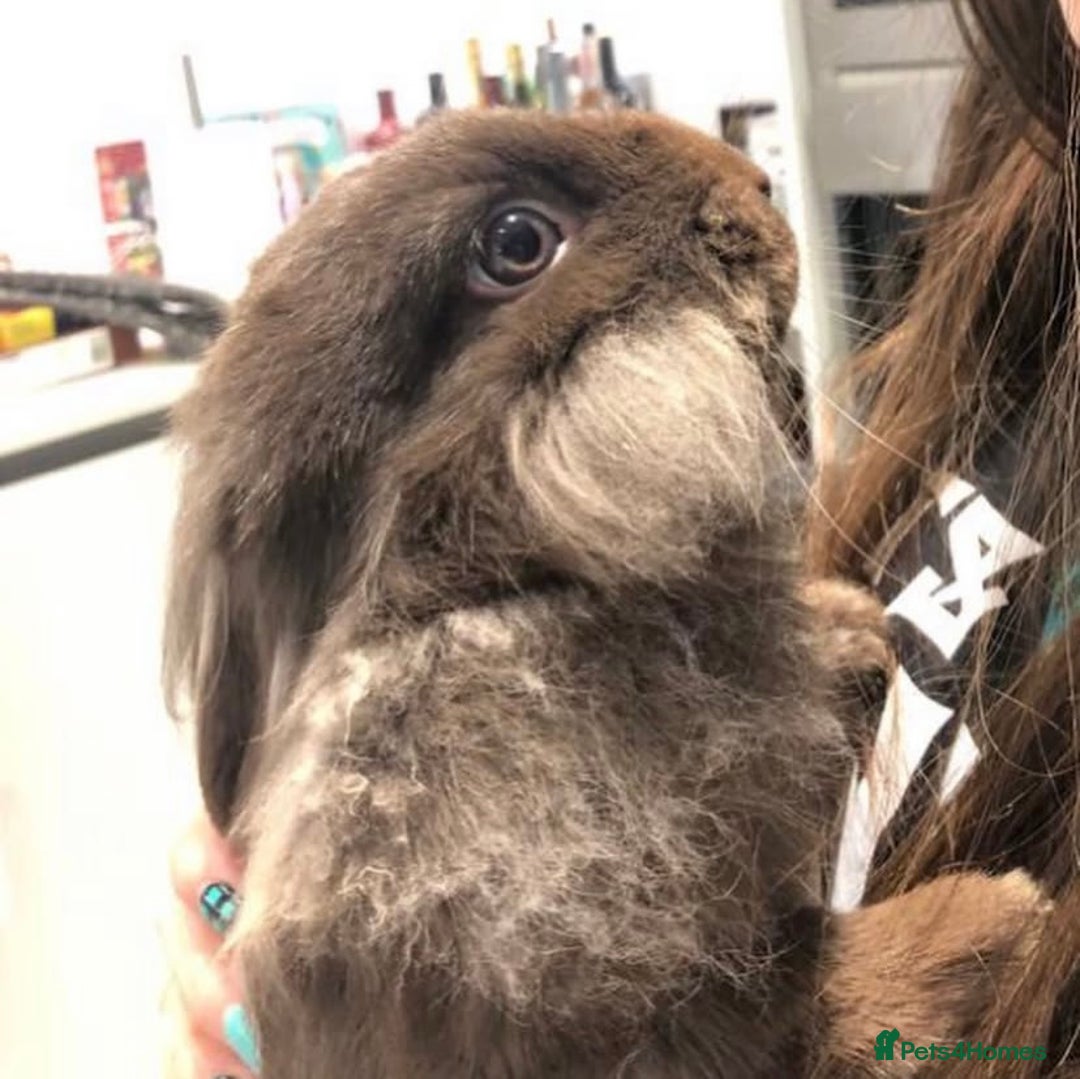 Mini Lion Lop rabbits for sale: Beautiful Mini Lion Lop for Adoption - Image 4