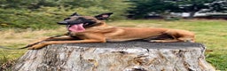 Belgian Shepherd Dog dogs for stud: NASDU2 KC Malinois Import for Stud - Advert 7