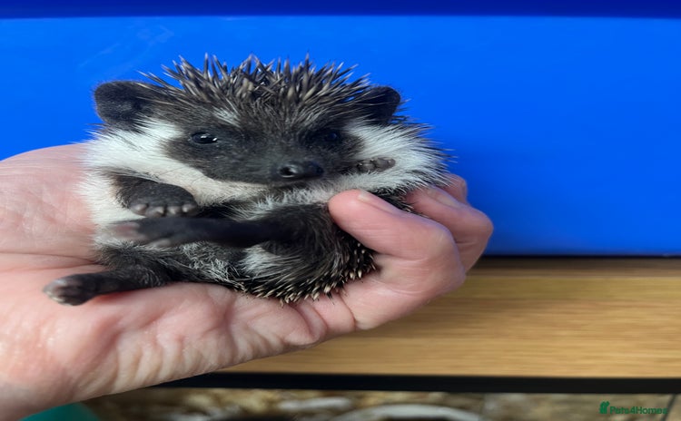 Pygmy Hedgehog rodents - Advert 1