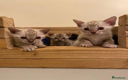 Bengal cats for sale: 🔥✨ Pedigree TICA-Registered Bengal Kittens - Image 36