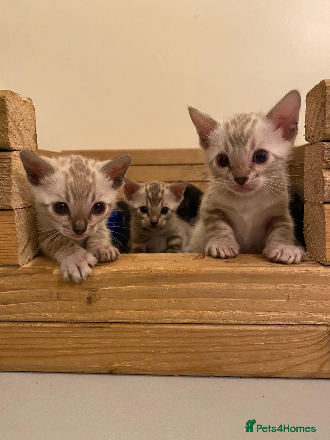 Bengal cats for sale: 🔥✨ Pedigree TICA-Registered Bengal Kittens - Image 36