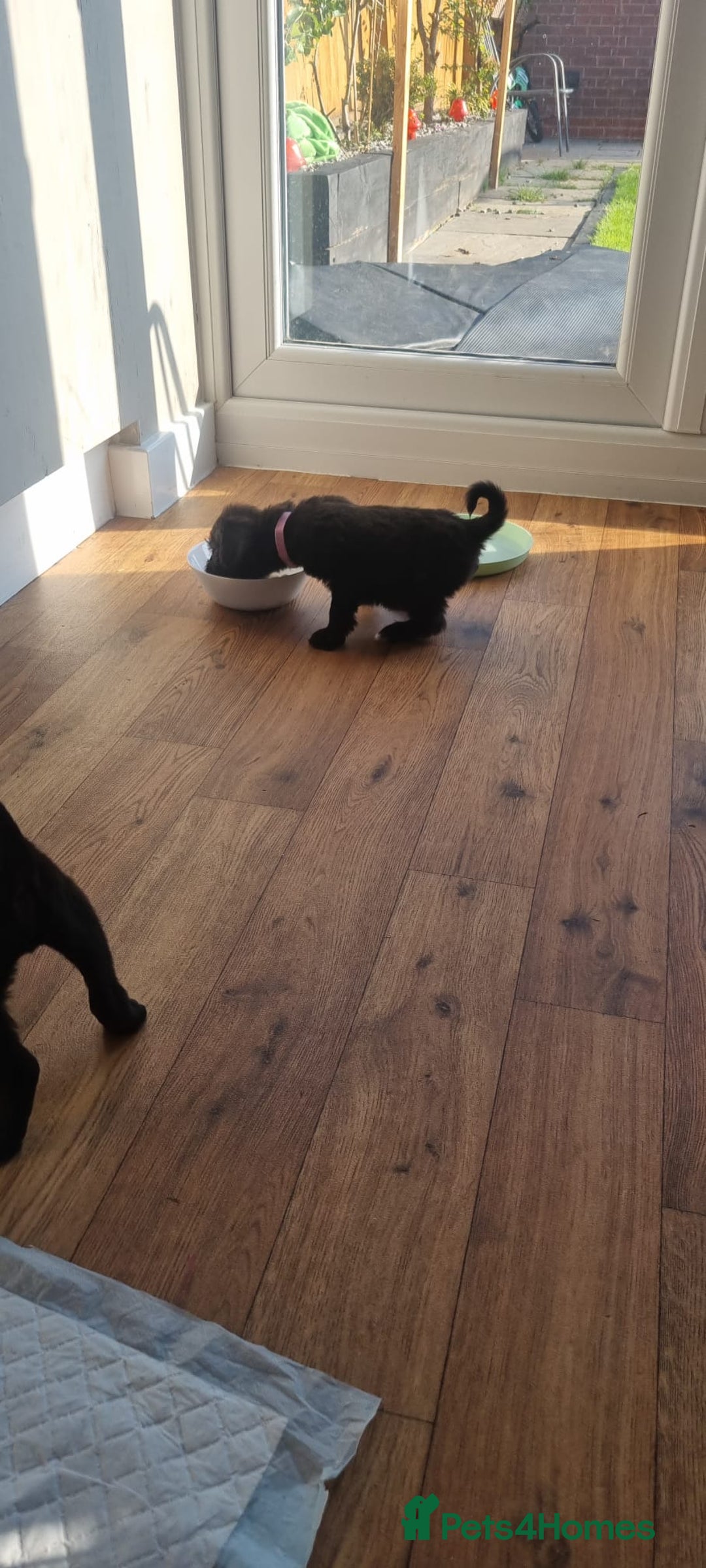 Mixed Breed dogs for sale: Gorgeous Black Poogledoodles Kid-Friendly Beauties - Image 19