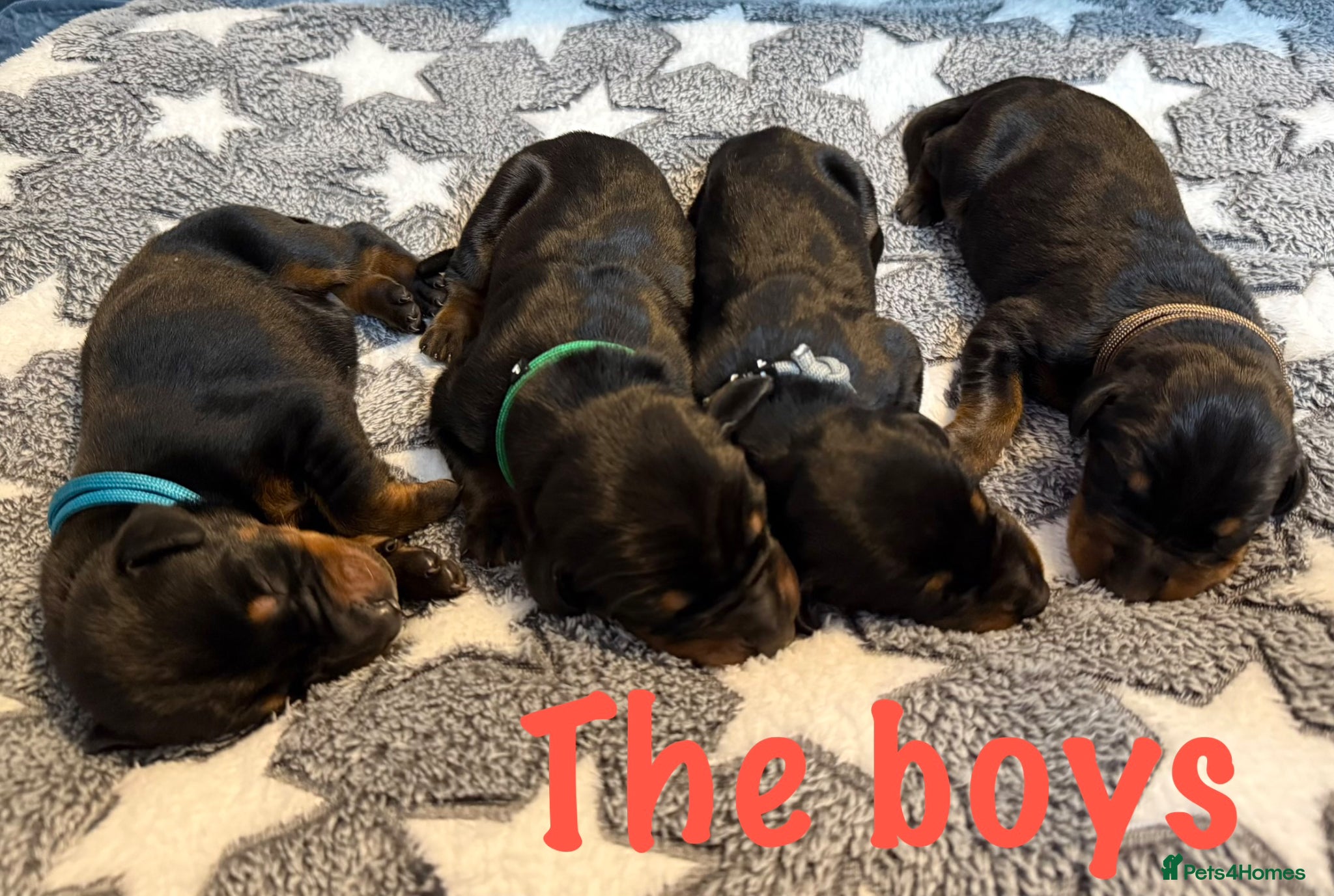 Dobermann dogs Exceptional KC Dobermann Puppies - Advert 2