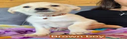 Golden Shepherd dogs for sale: Golden retriever/ german shepherd  puppies - Advert 5