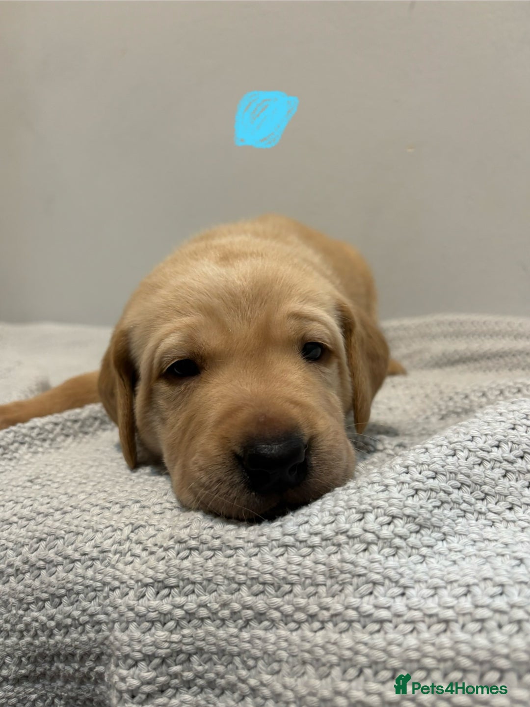 Labrador Retriever dogs for sale: Beautiful fox red puppies  - Image 31