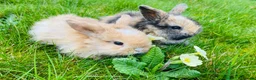 Mini Lop rabbits for sale: Beautiful baby mini lop rabbits - Advert 6