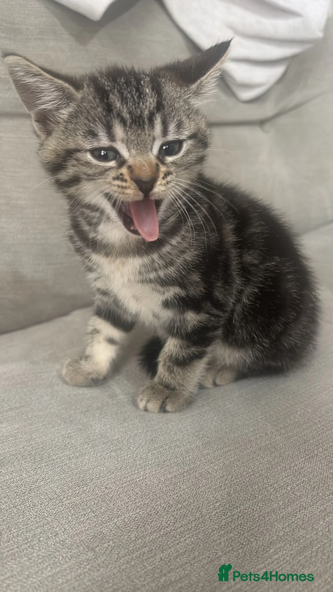 British Shorthair cats for sale: Half British shorthair kittens 2boys 1 girl in Birmingham - Advert 2