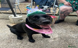 Labrador Retriever dogs for sale: 6 year old Labrador - Delilah - Image 1