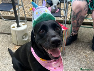 Labrador Retriever dogs - Advert 20