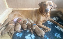 Labrador Retriever dogs for sale: KC Fox Red Labrador puppies - Image 1