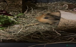 Guinea Pig rodents for sale: 2 Female Guinea Pigs - Image 2