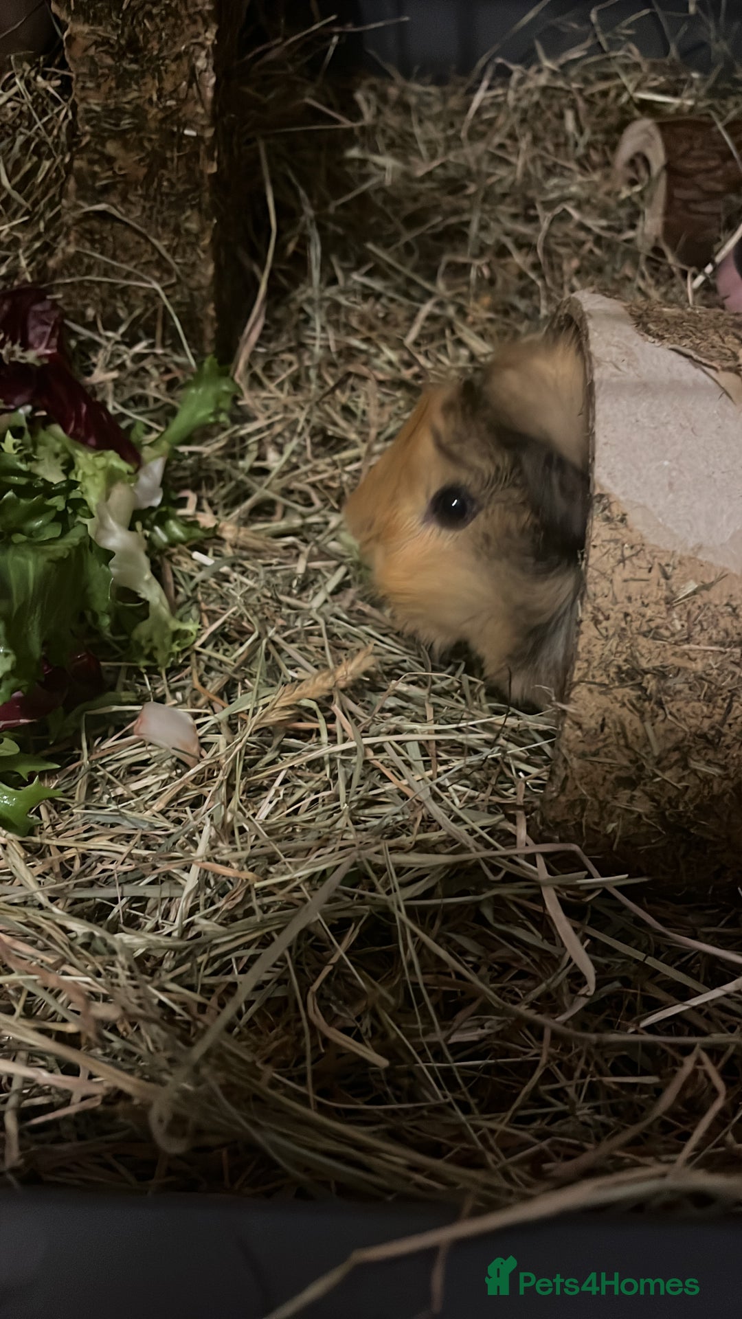 Guinea Pig rodents for sale: 2 Female Guinea Pigs - Image 2