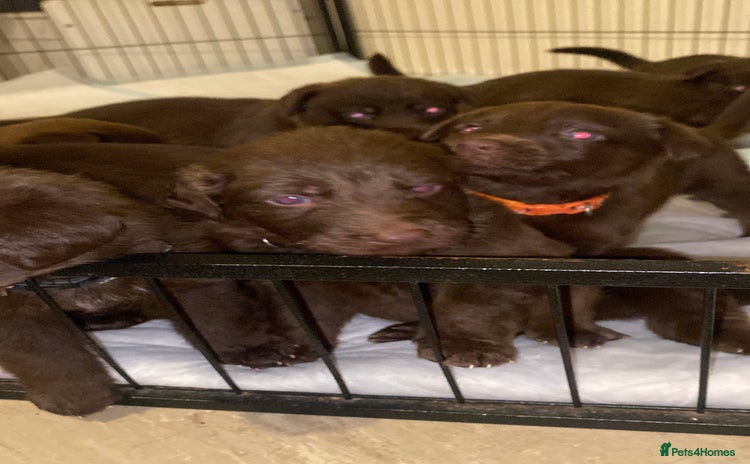 Mixed Breed dogs Beautiful Family-Raised Sheprador Puppies - Advert 2