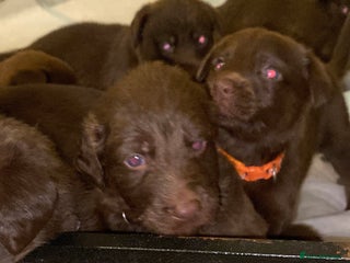 Mixed Breed dogs Beautiful Family-Raised Sheprador Puppies - Advert 7