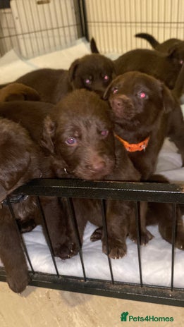 Mixed Breed dogs Beautiful Family-Raised Sheprador Puppies - Advert 5