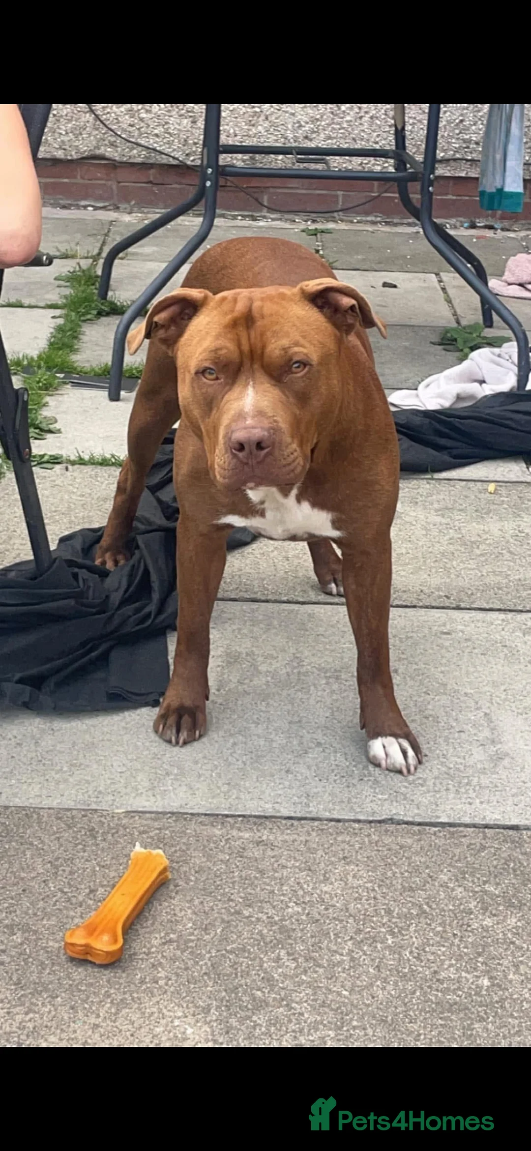 American Bull Staffy dogs for sale: Staffy x bullies - Advert 3