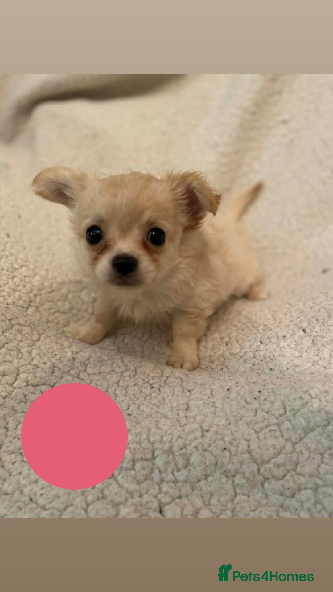 Chihuahua dogs for sale: chihuahua puppies - Advert 9