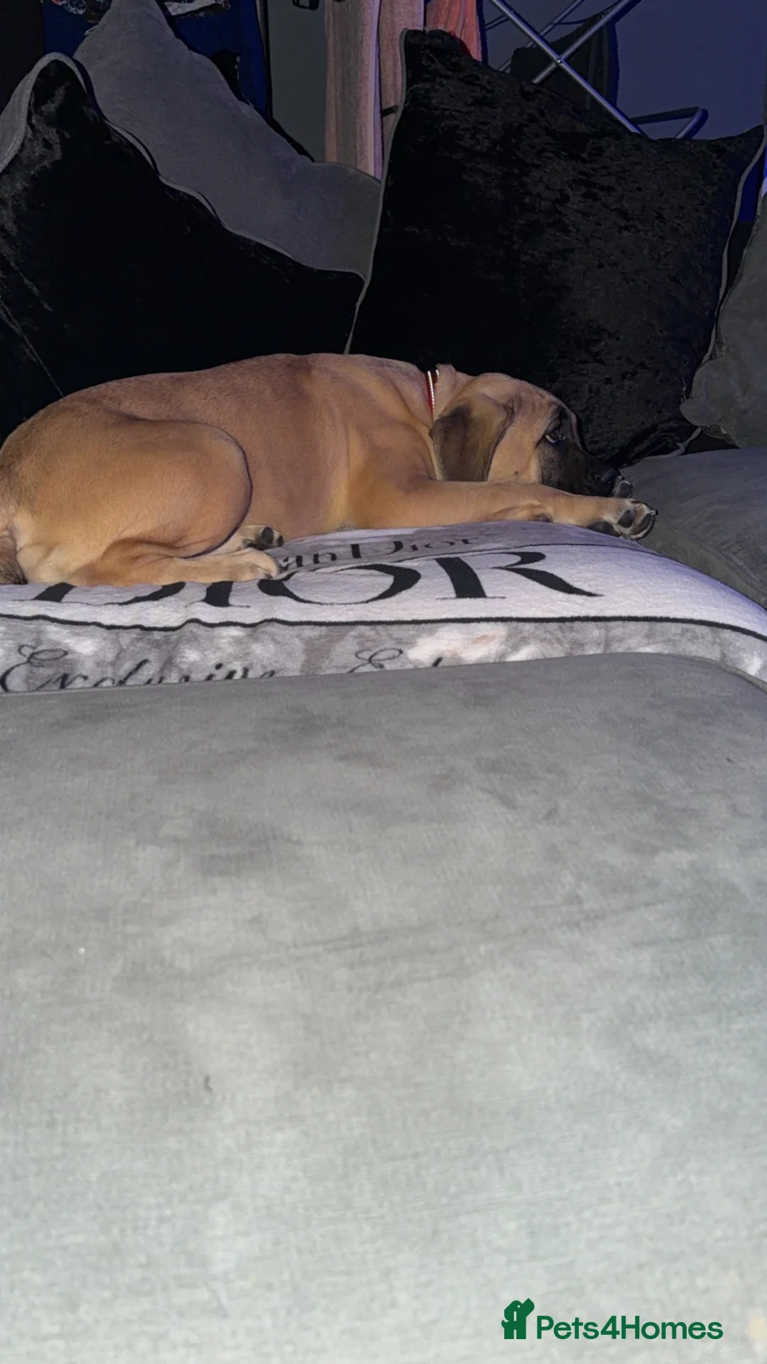 Mixed Breed dogs for sale: Neapolitan Mastiff x Cane Corso Puppy – URGENT in Romford - Advert 2