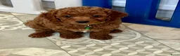 Cavapoo dogs for sale: Top quality, health tested F1b Cavapoo babies - Advert 9