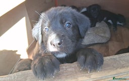 Mixed Breed dogs for sale: Cane shephard  - Image 4