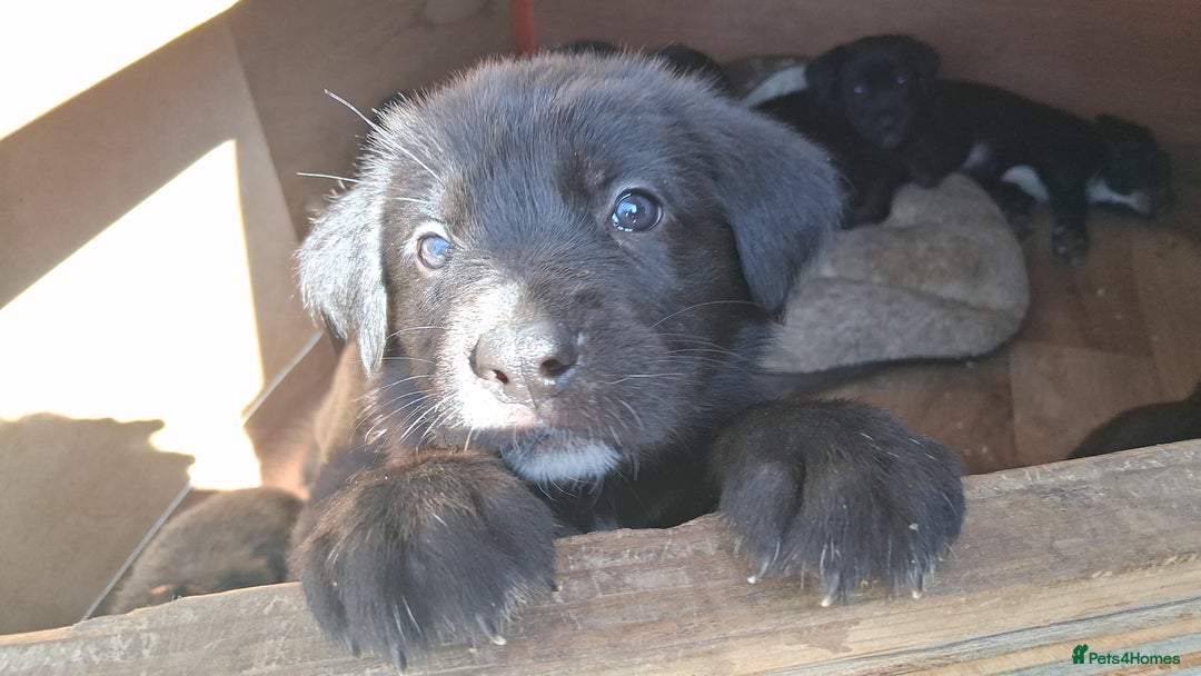 Mixed Breed dogs for sale: Cane shephard  - Image 4