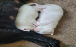 Mixed Breed cats for sale: Adorable White/Tabby Kittens Looking for Homes! 🐾 - Image 12