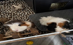 Guinea Pig rodents for sale: Guinea pigs male for rehome + cage for sale - Image 1