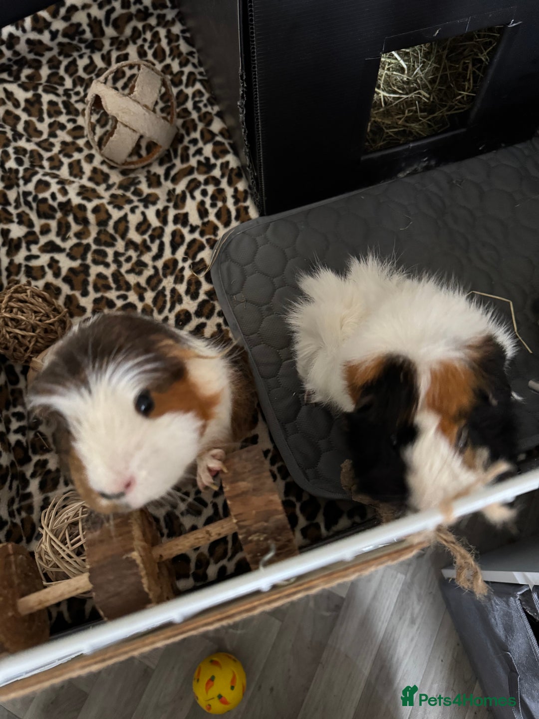 Guinea Pig rodents for sale: Guinea pigs male for rehome + cage for sale - Image 1
