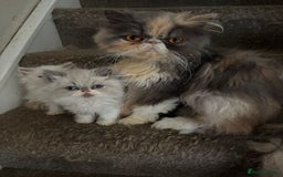 Persian cats for sale: Beautiful Persian/Ragdoll kittens - Image 7