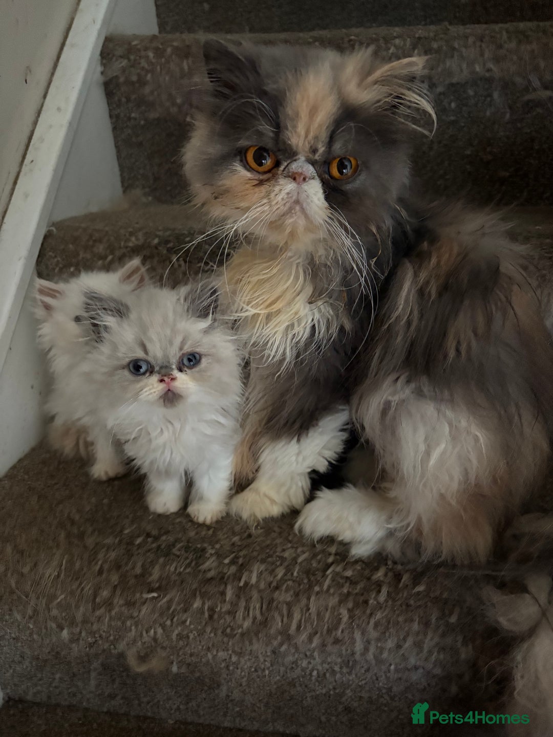 Persian cats for sale: Beautiful Persian/Ragdoll kittens - Image 7