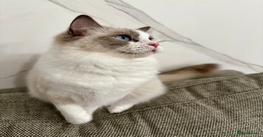 Ragdoll cats - Advert 6