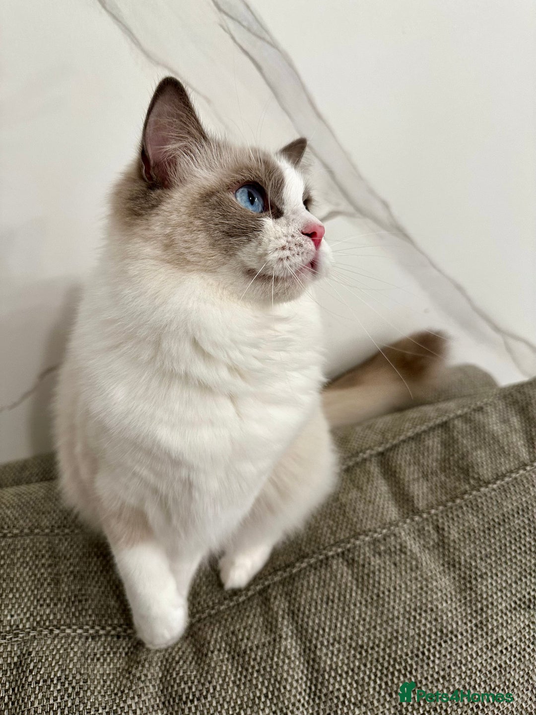 Ragdoll cats for sale:  🇪🇺Show quality European lines ragdoll girl 🩷 - Image 2