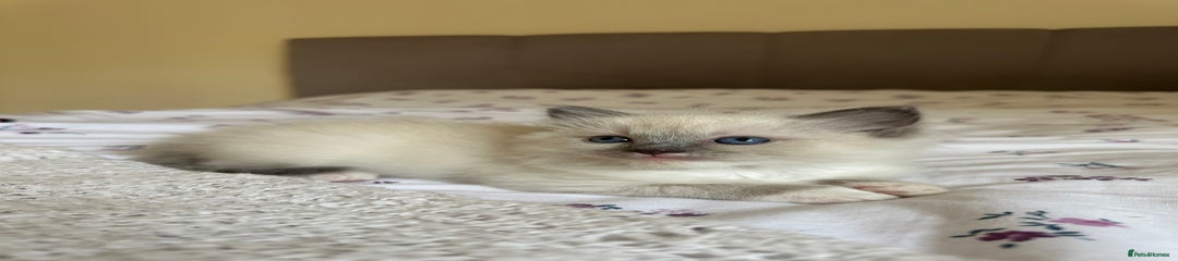 Ragdoll Kitten 1